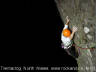 climber at tremadog